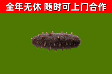 香坊烟酒回收干海参.jpg